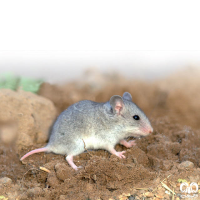 گونه همستر خاکستری Grey Dwarf Hamster